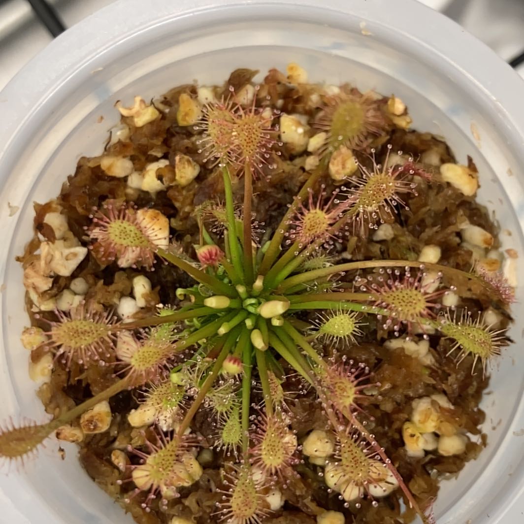 Photo of the plant species White Sundew by @InFeRnOGoddess named Jess it’s an Alba on Greg, the plant care app