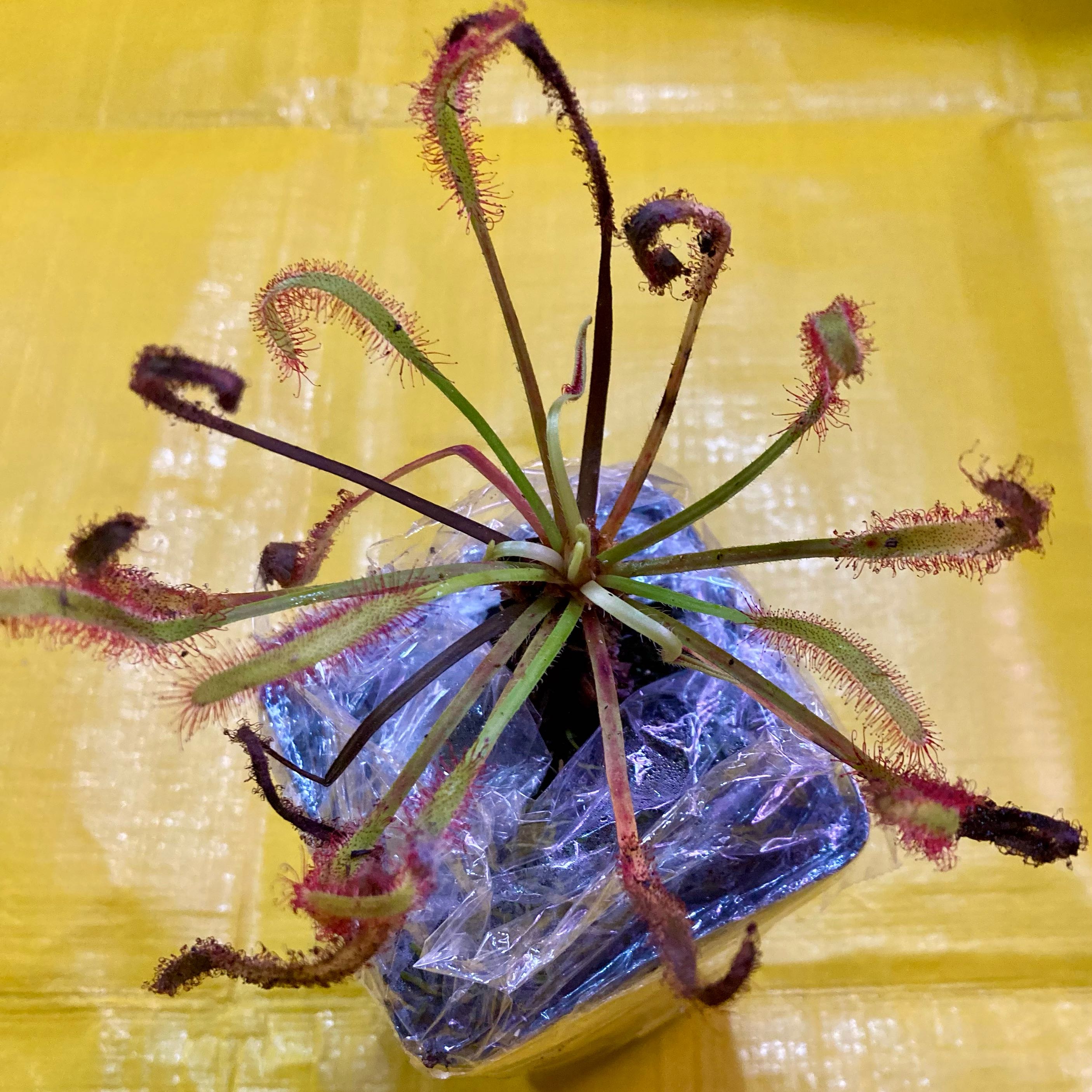 Photo of the plant species Cape Sundew by @InFeRnOGoddess named Orange Sherbet on Greg, the plant care app