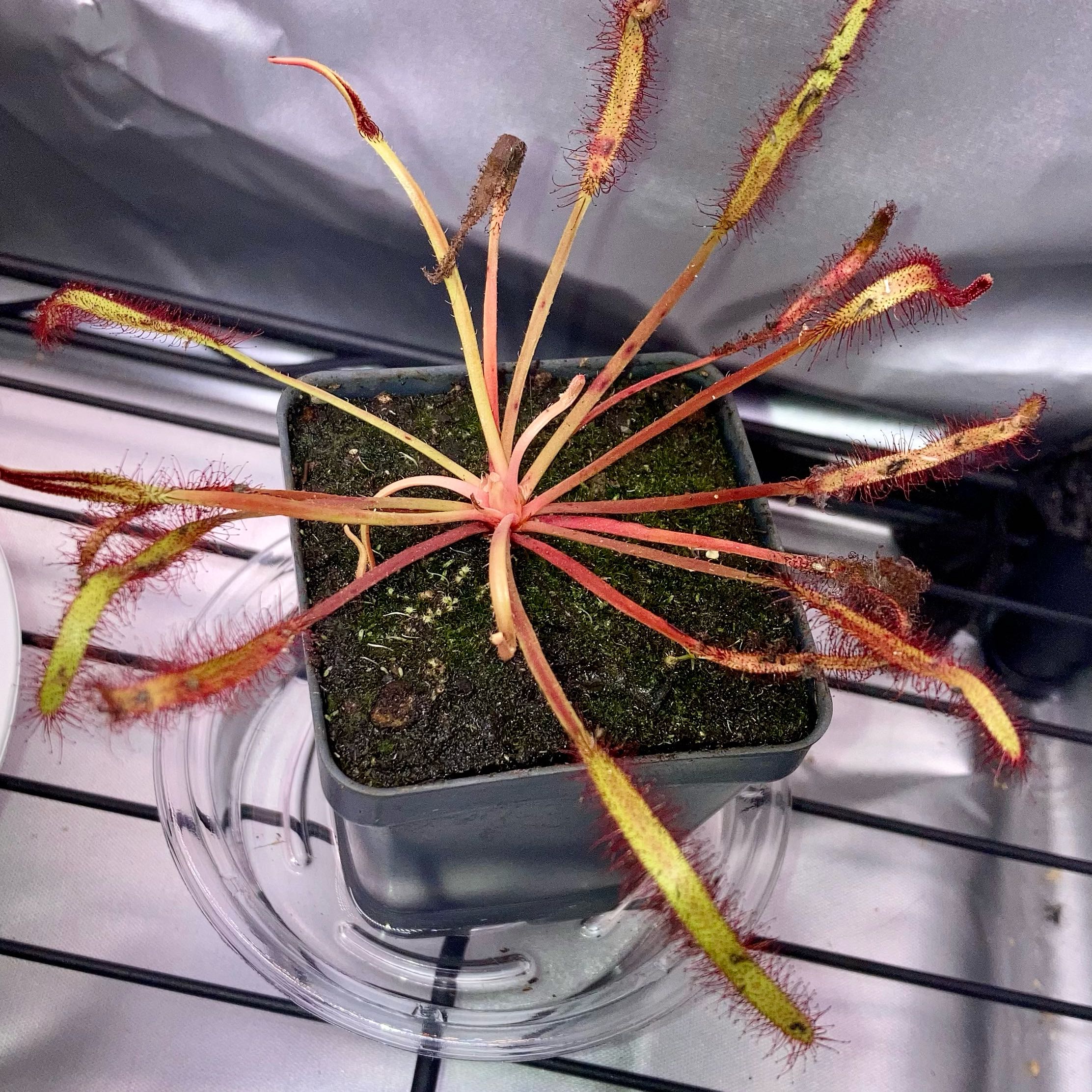 Photo of the plant species Cape Sundew by @InFeRnOGoddess named Spike Leaves on Greg, the plant care app