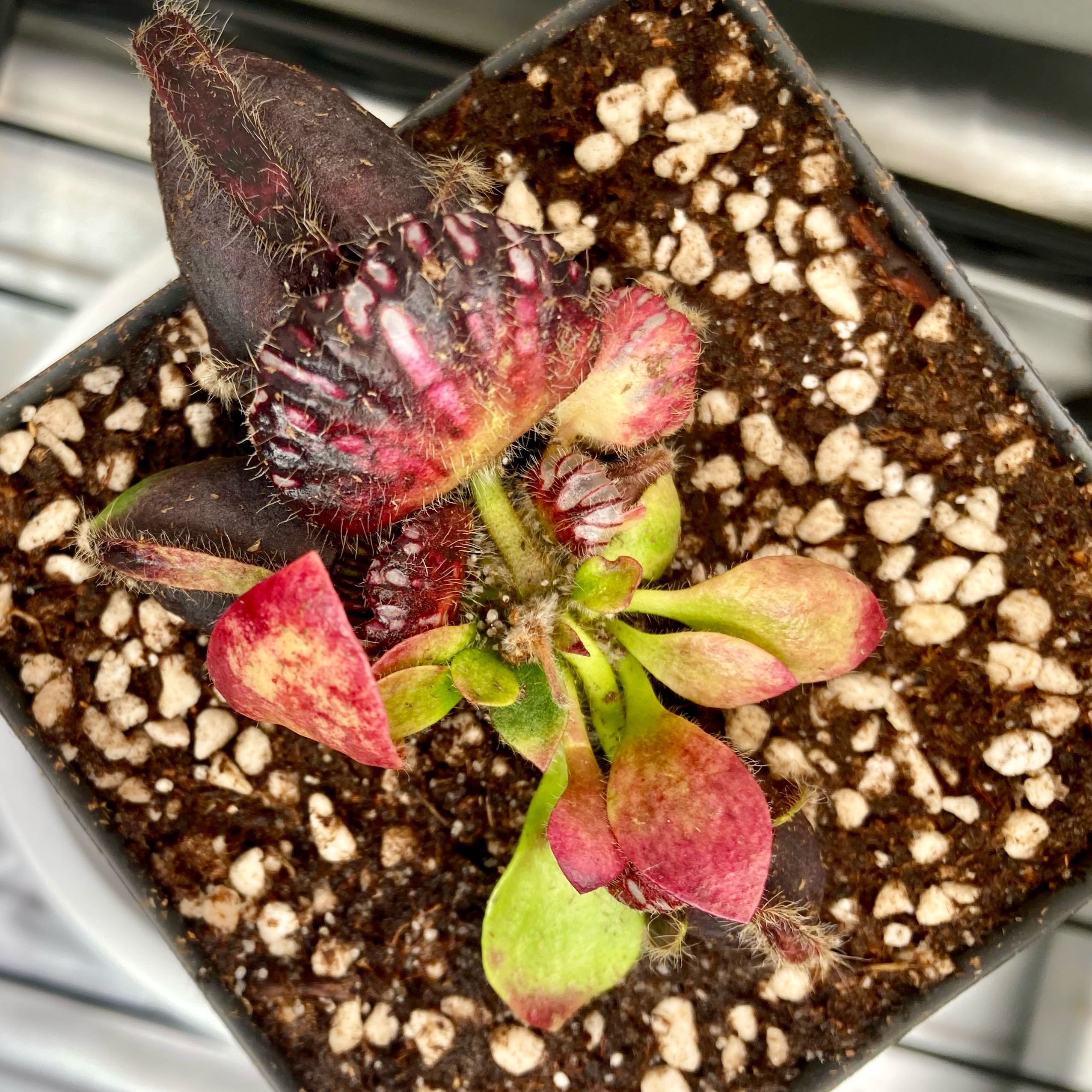 Photo of the plant species Australian Pitcher Plant by @InFeRnOGoddess named Dundee on Greg, the plant care app