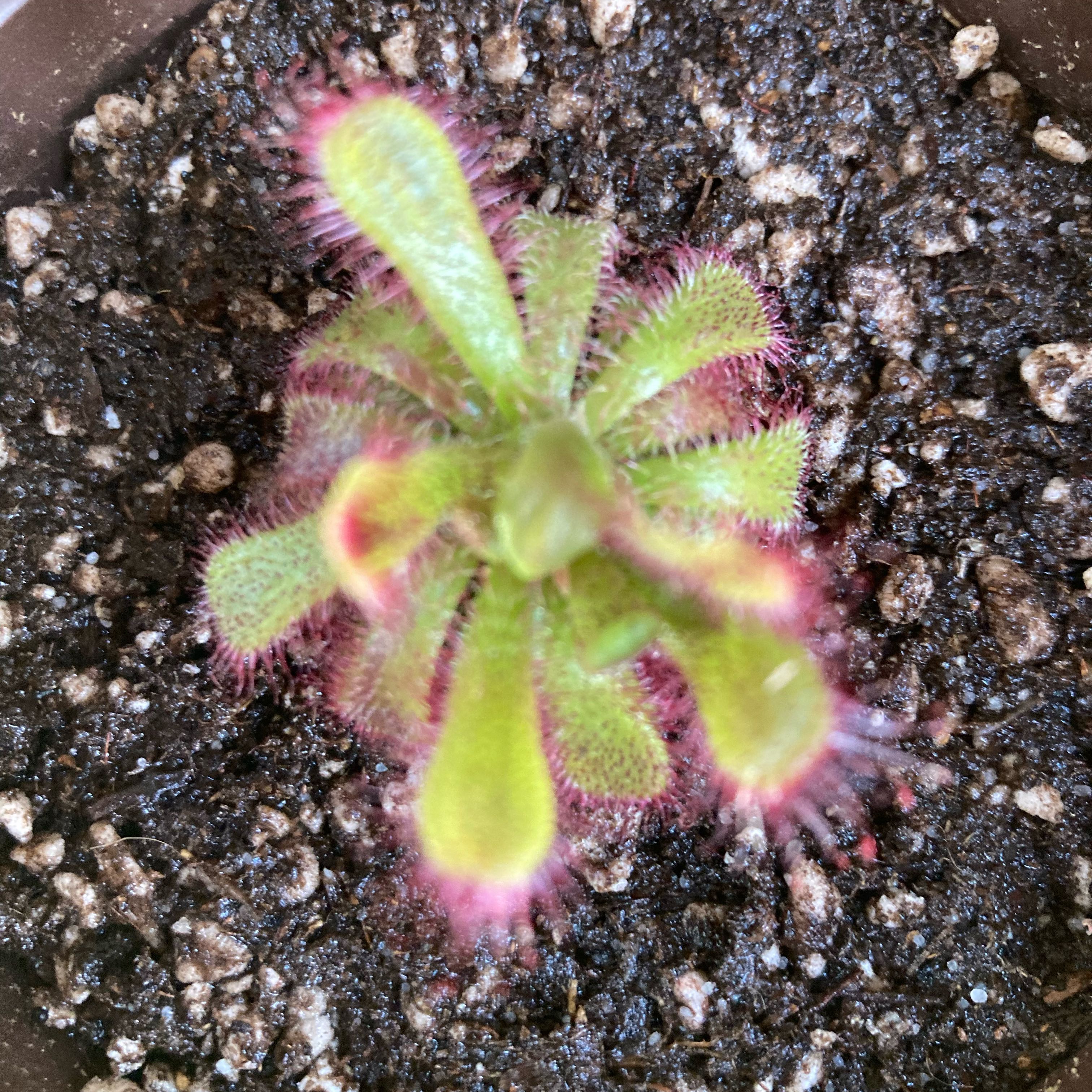Photo of the plant species Admirable Sundew by @InFeRnOGoddess named Admiral Plumb, II on Greg, the plant care app