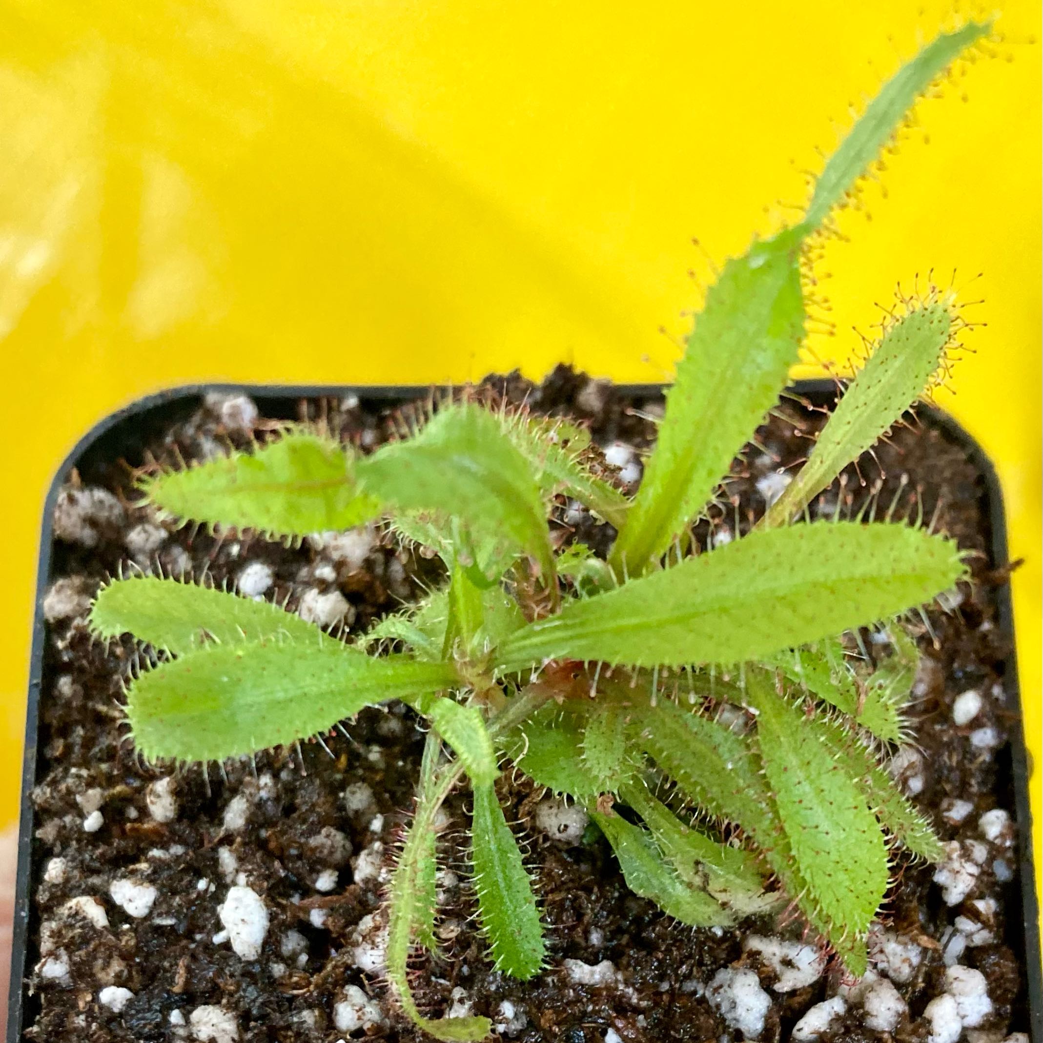 Photo of the plant species Lance-leaved Sundew by @InFeRnOGoddess named Sir Shadew on Greg, the plant care app