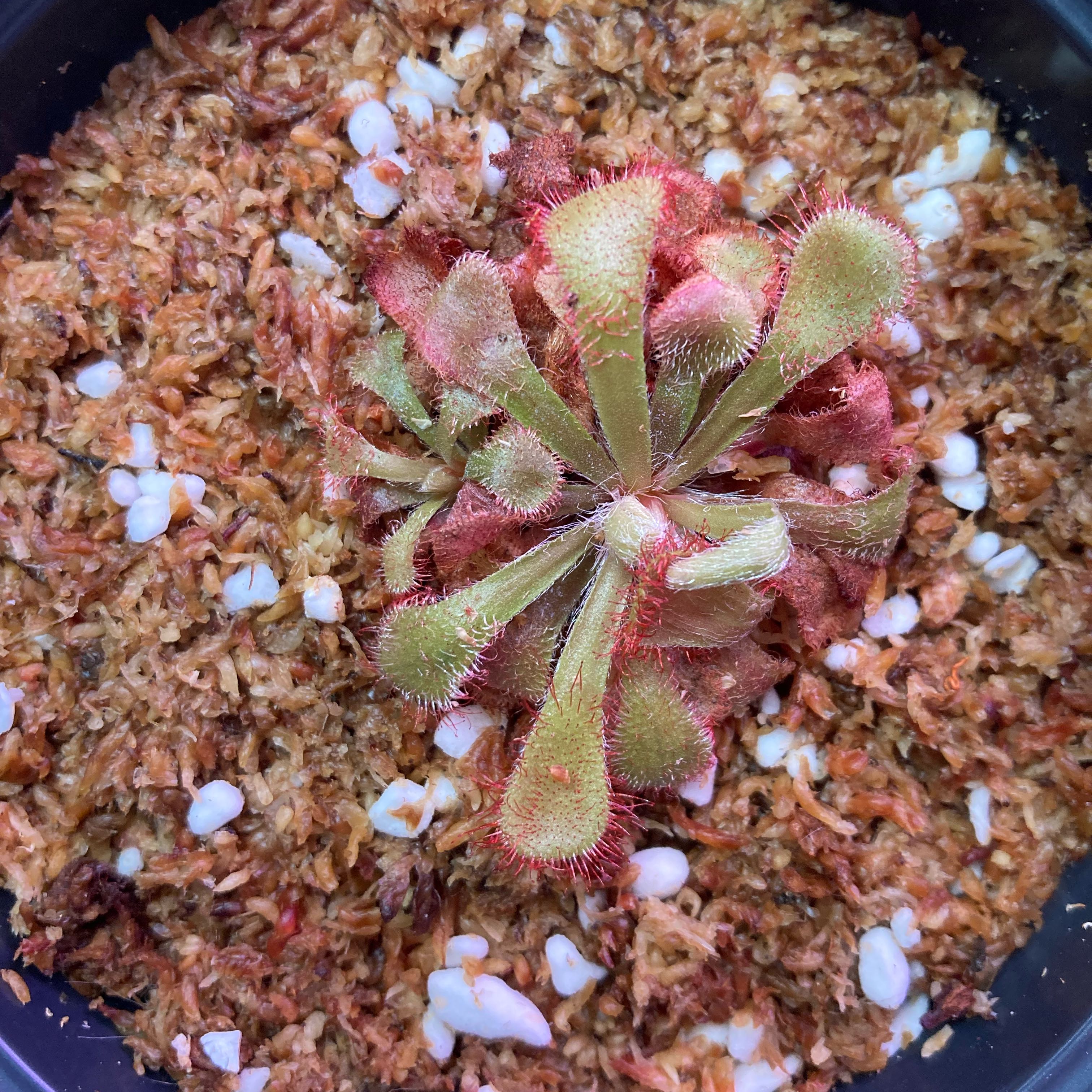 Photo of the plant species Sundew by @InFeRnOGoddess named Deadly Delilah on Greg, the plant care app