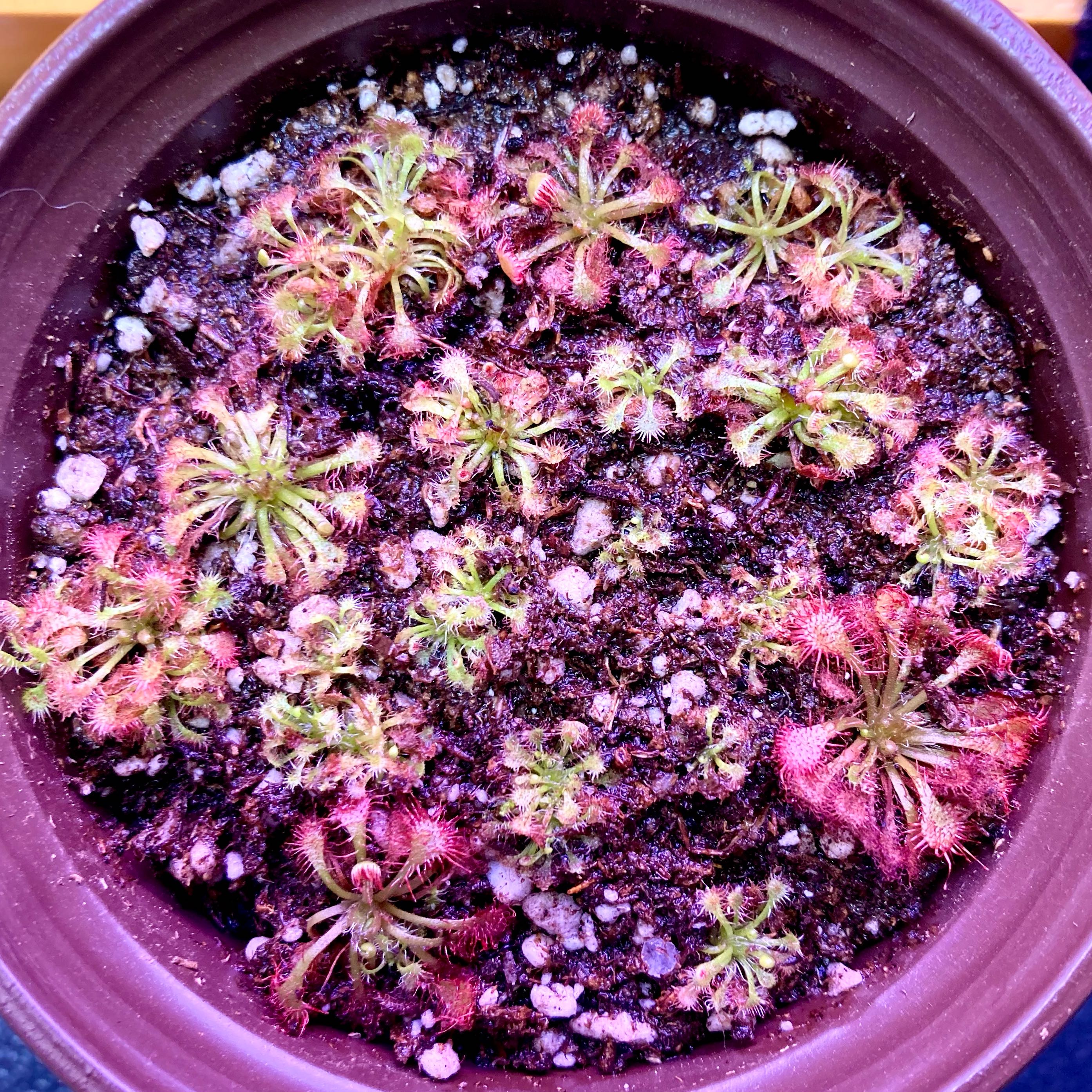 Photo of the plant species Spoon-Leaved Sundew by @InFeRnOGoddess named Phoenix Sundew’s Too on Greg, the plant care app