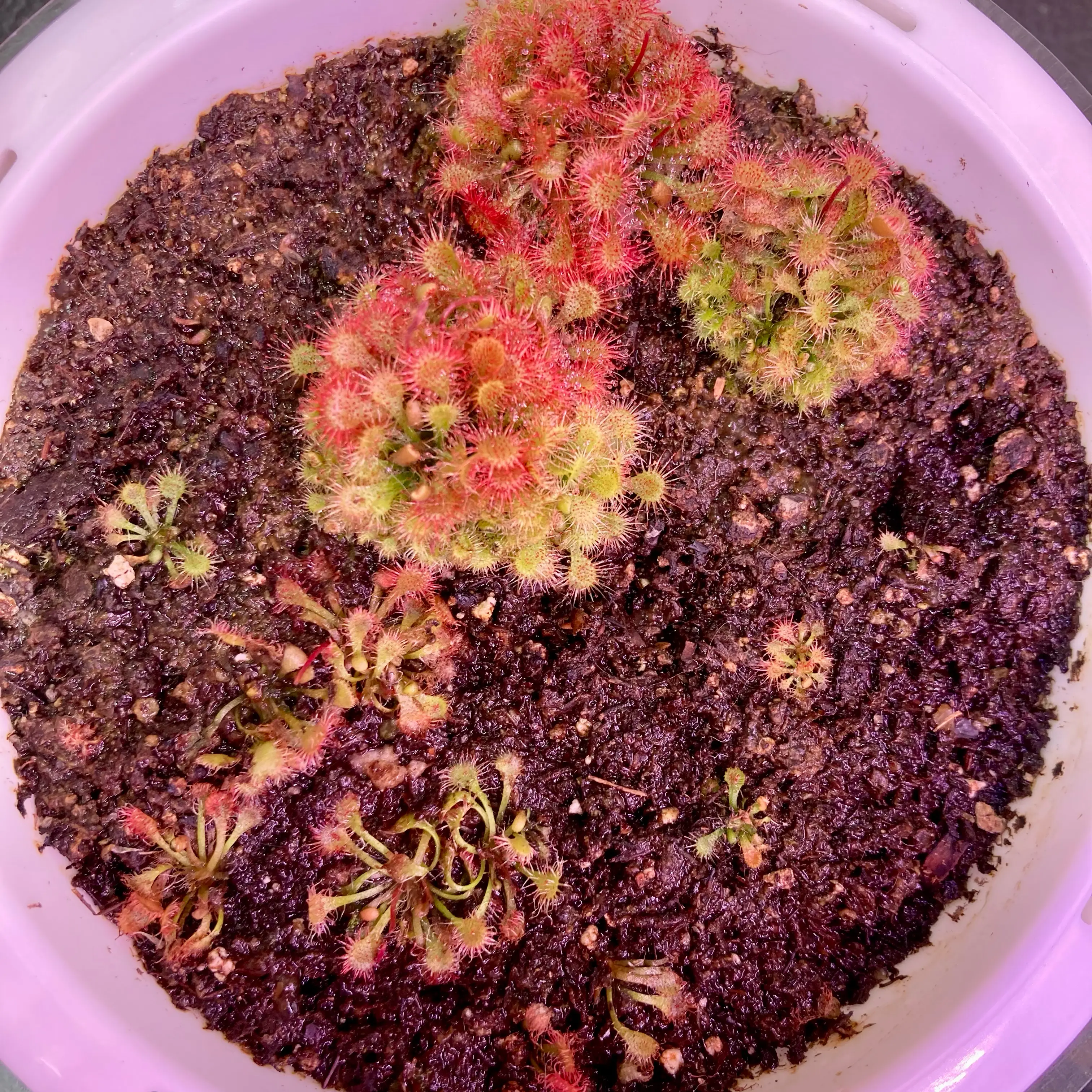 Photo of the plant species Drosera Rotundifolia by @InFeRnOGoddess named Phoenix Sundews on Greg, the plant care app