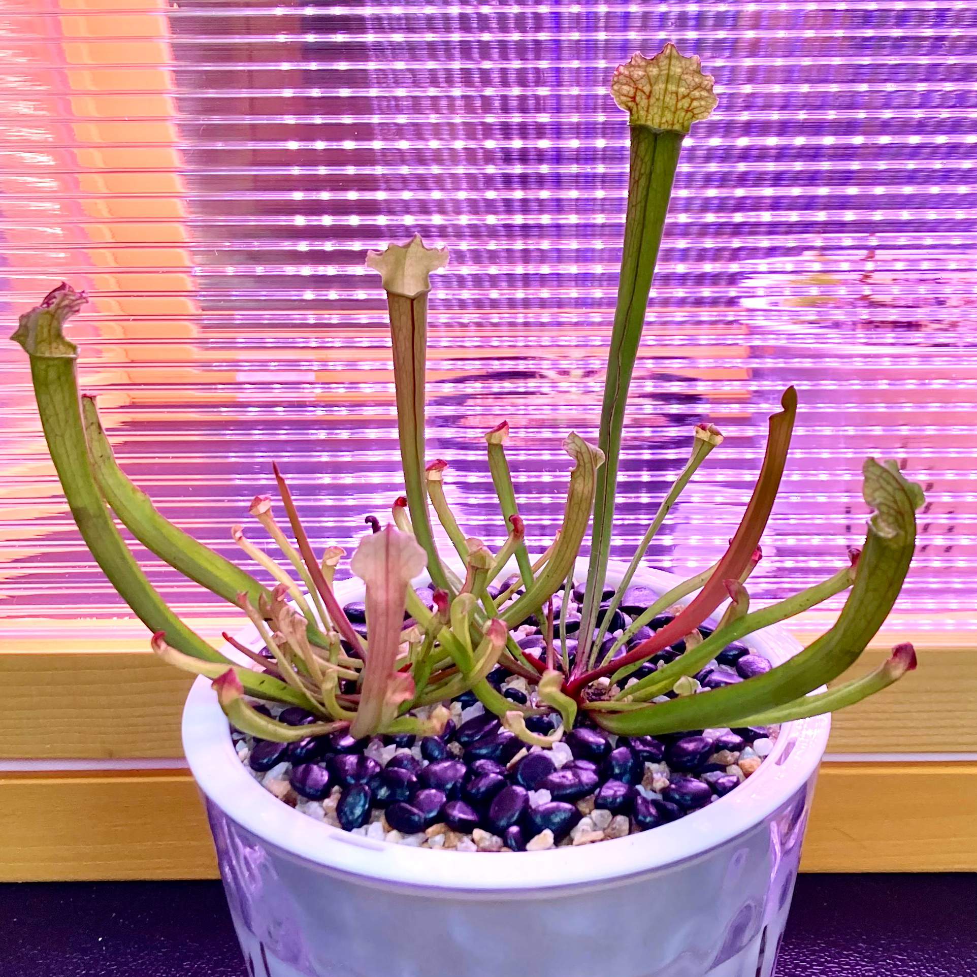 Photo of the plant species Trumpet pitchers by @InFeRnOGoddess named Sid’s Vicious on Greg, the plant care app