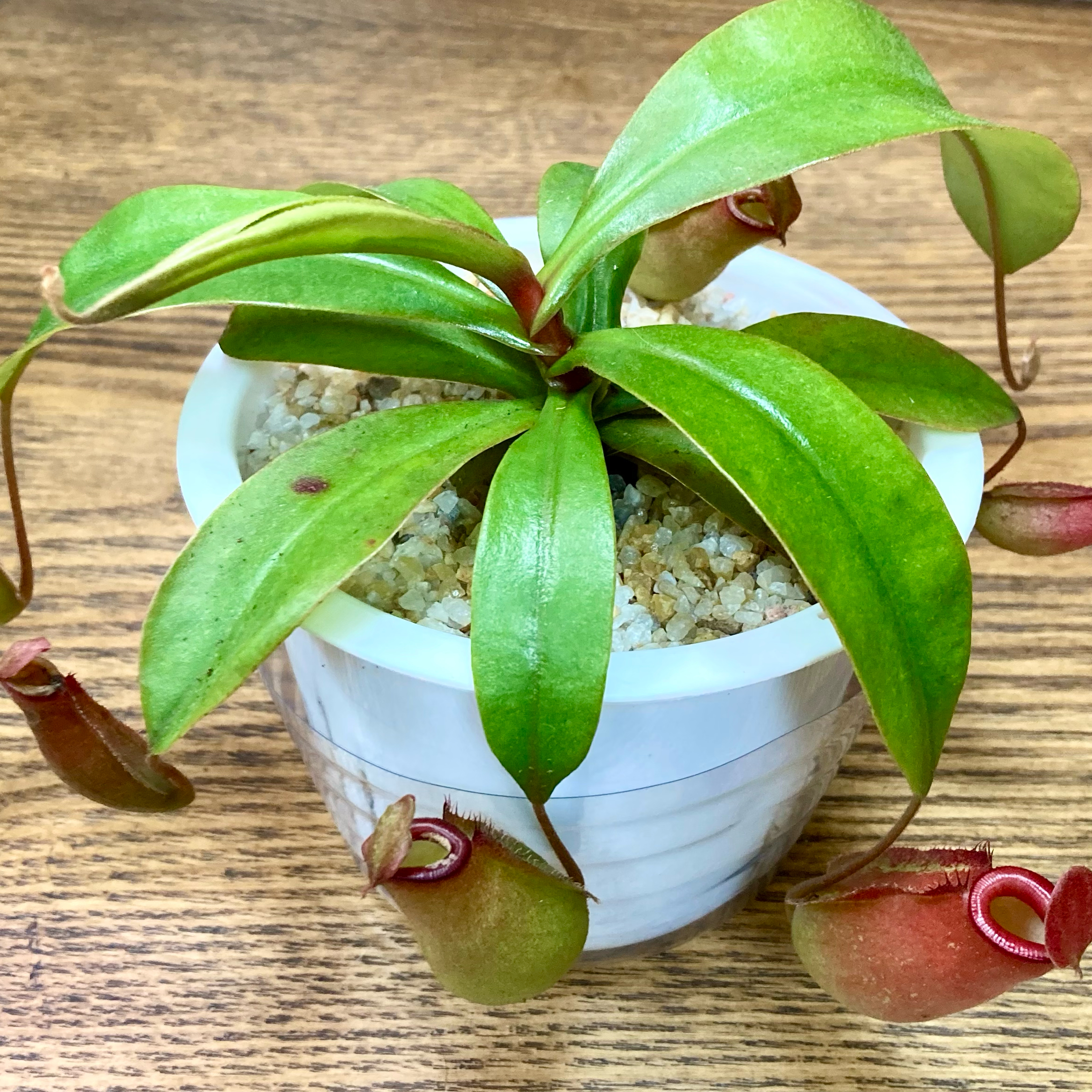 Photo of the plant species Nepenthes Lady Luck by @InFeRnOGoddess named Sinister Scarlet on Greg, the plant care app