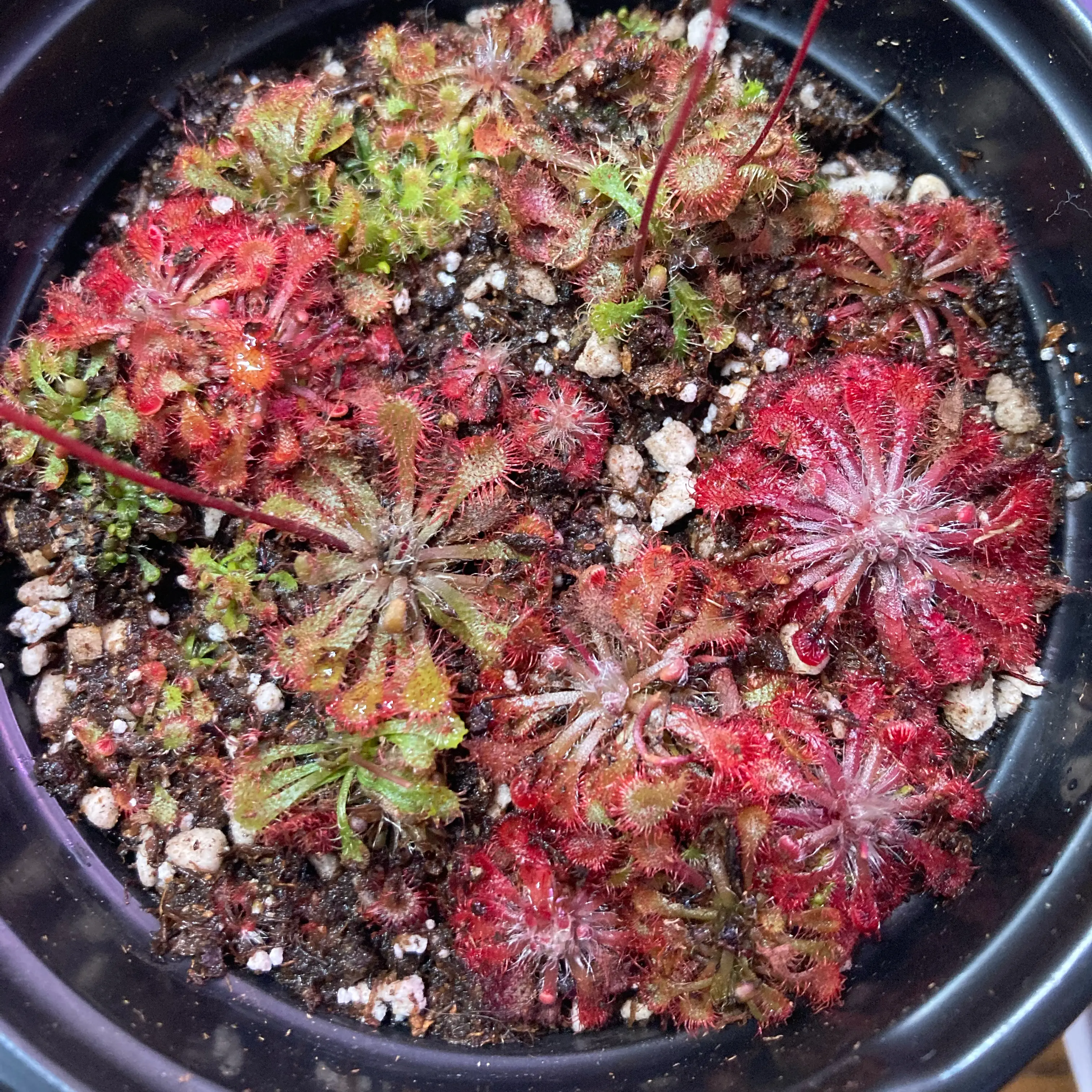 Photo of the plant species Round-Leaved Sundew by @InFeRnOGoddess named Mourning - Dewbies on Greg, the plant care app