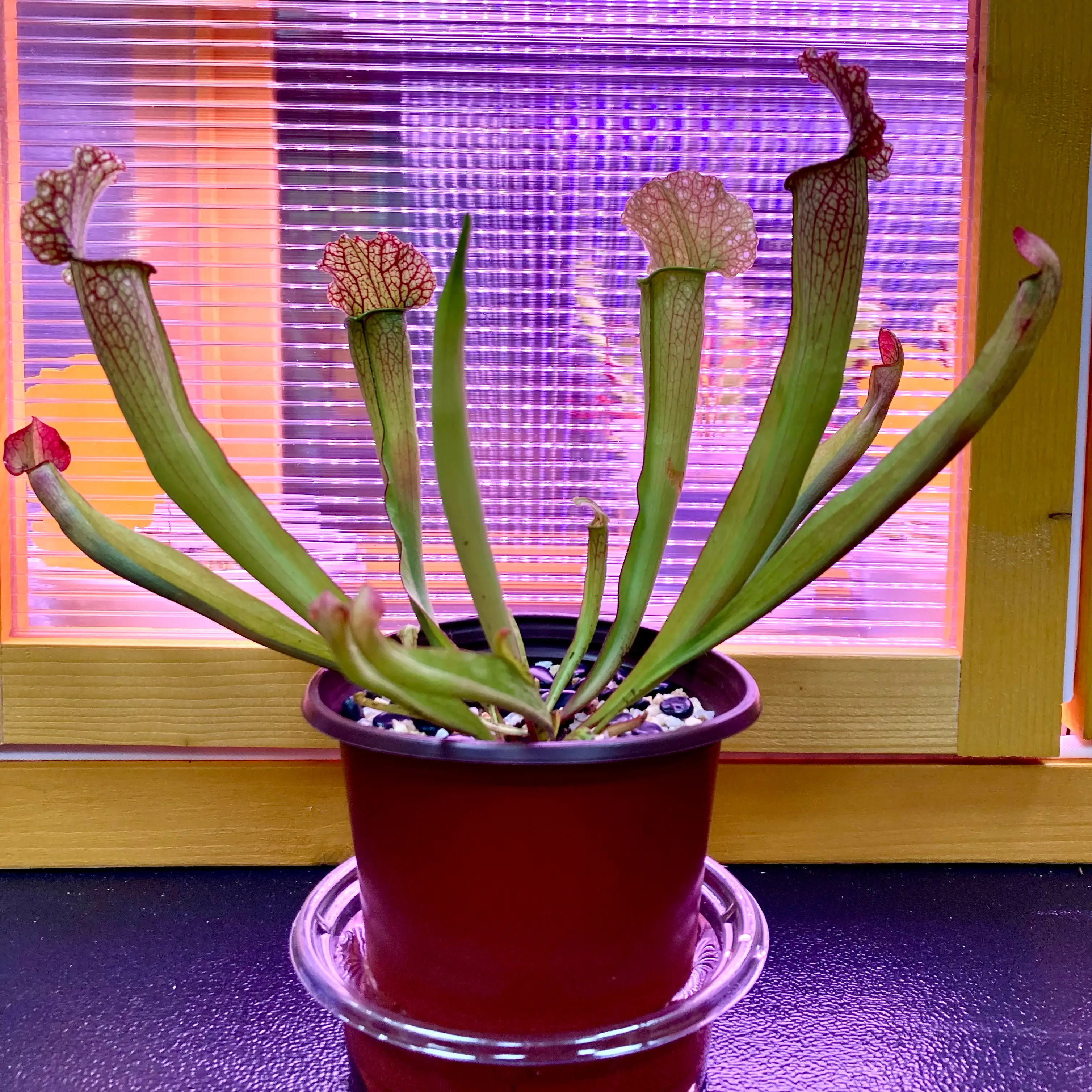 Photo of the plant species Trumpet pitchers by @InFeRnOGoddess named Aristotle on Greg, the plant care app