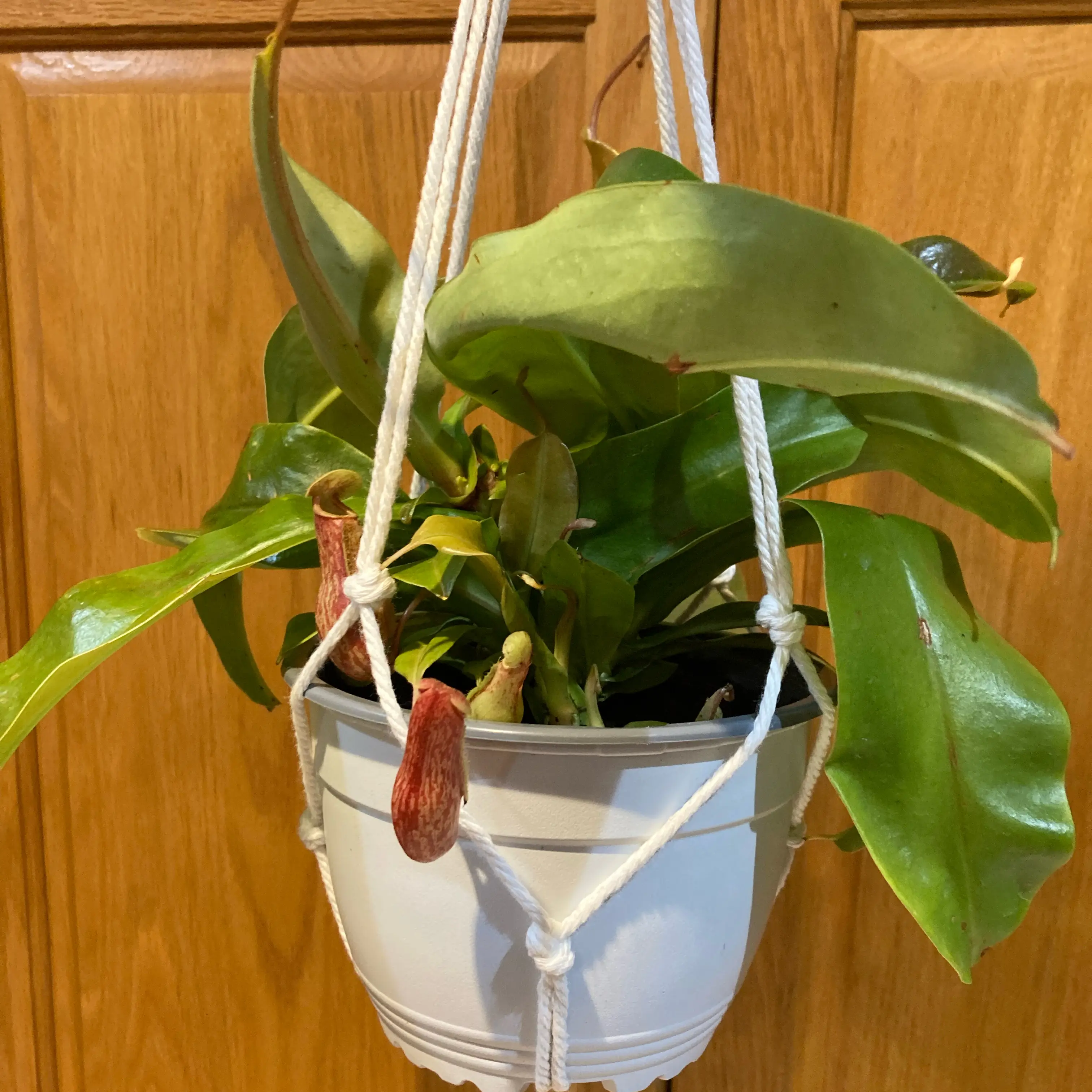 Photo of the plant species Nepenthes St Gaya by @InFeRnOGoddess named Sir Plancelot on Greg, the plant care app