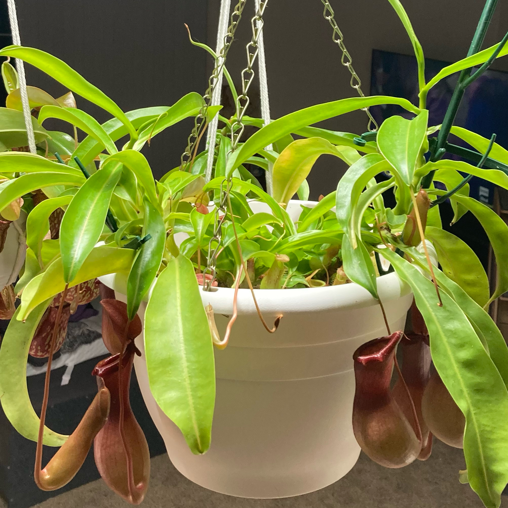 Photo of the plant species Nepenthes Alata by @InFeRnOGoddess named Plantera on Greg, the plant care app