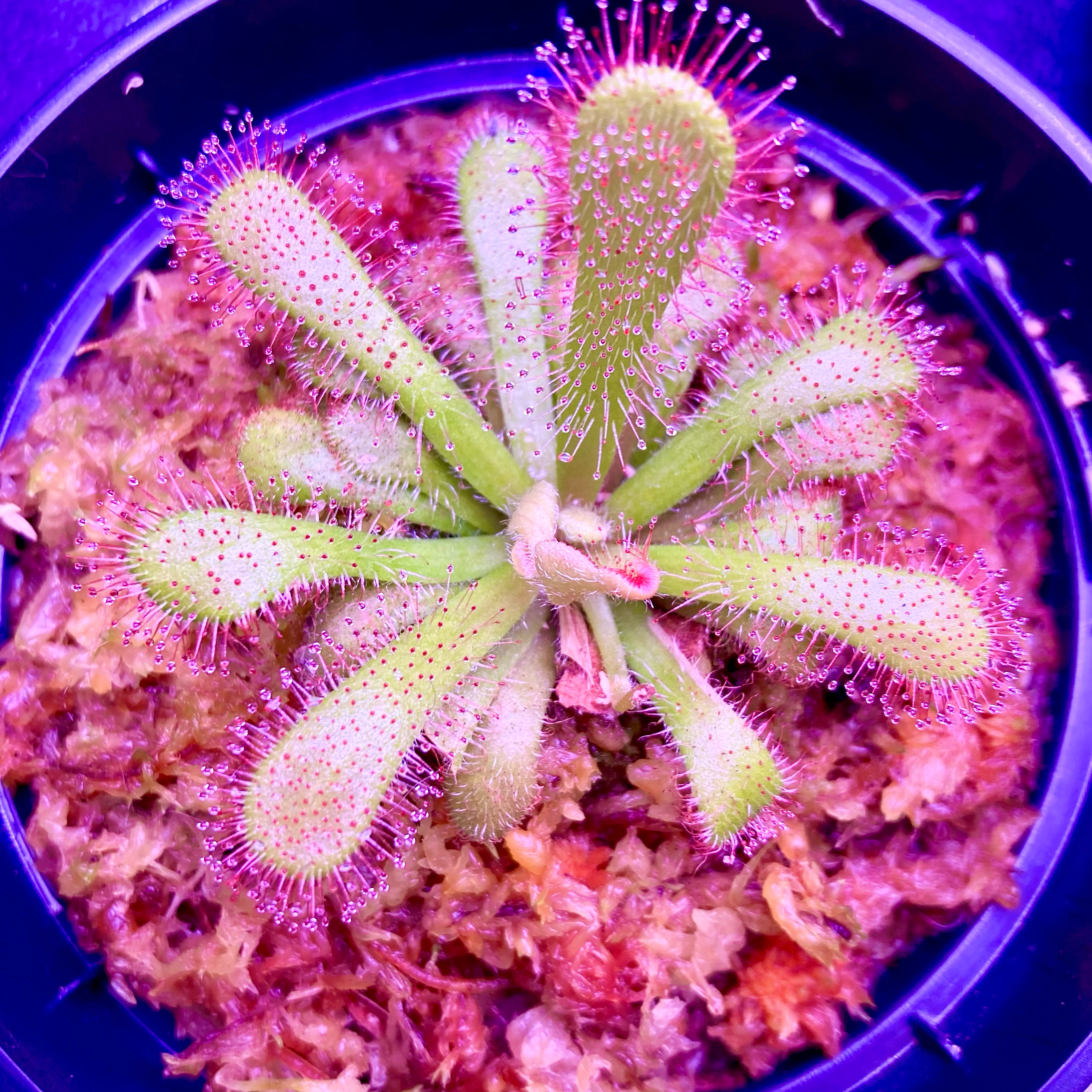Photo of the plant species Sundew by @InFeRnOGoddess named Oscar on Greg, the plant care app