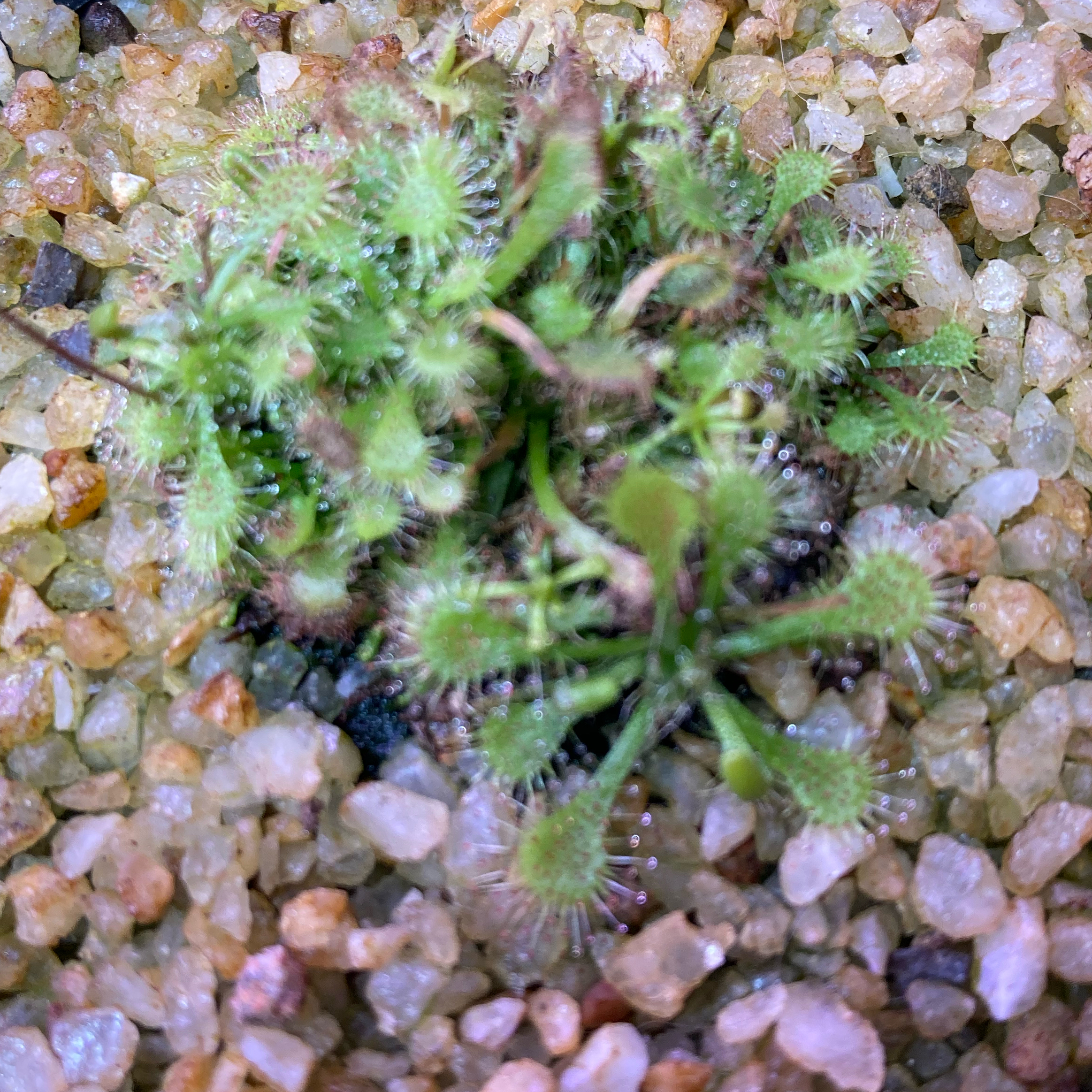 Photo of the plant species Australian Sundew by @InFeRnOGoddess named Plant from Down Under on Greg, the plant care app