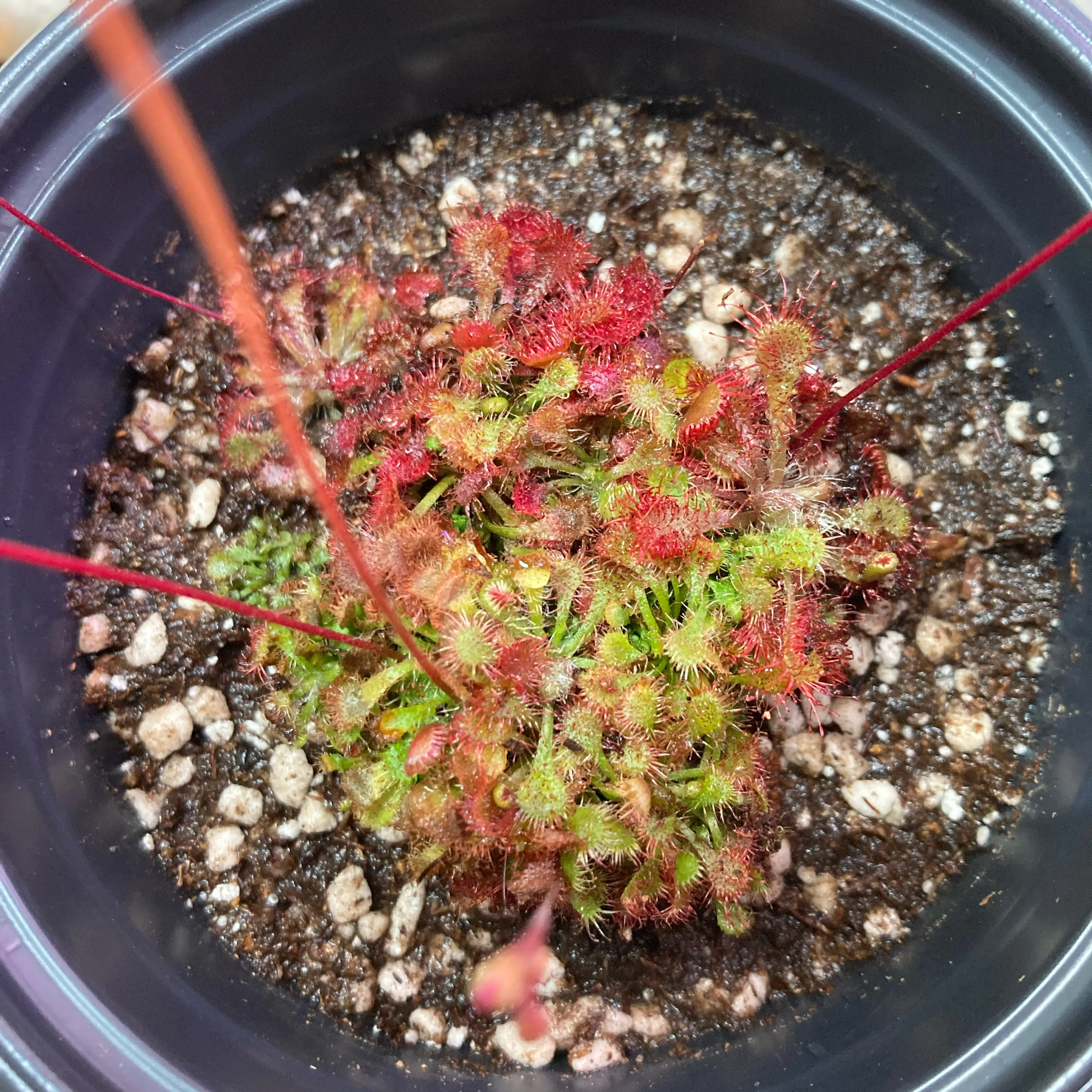 Photo of the plant species Australian Sundew by @InFeRnOGoddess named Plant from Down Under on Greg, the plant care app