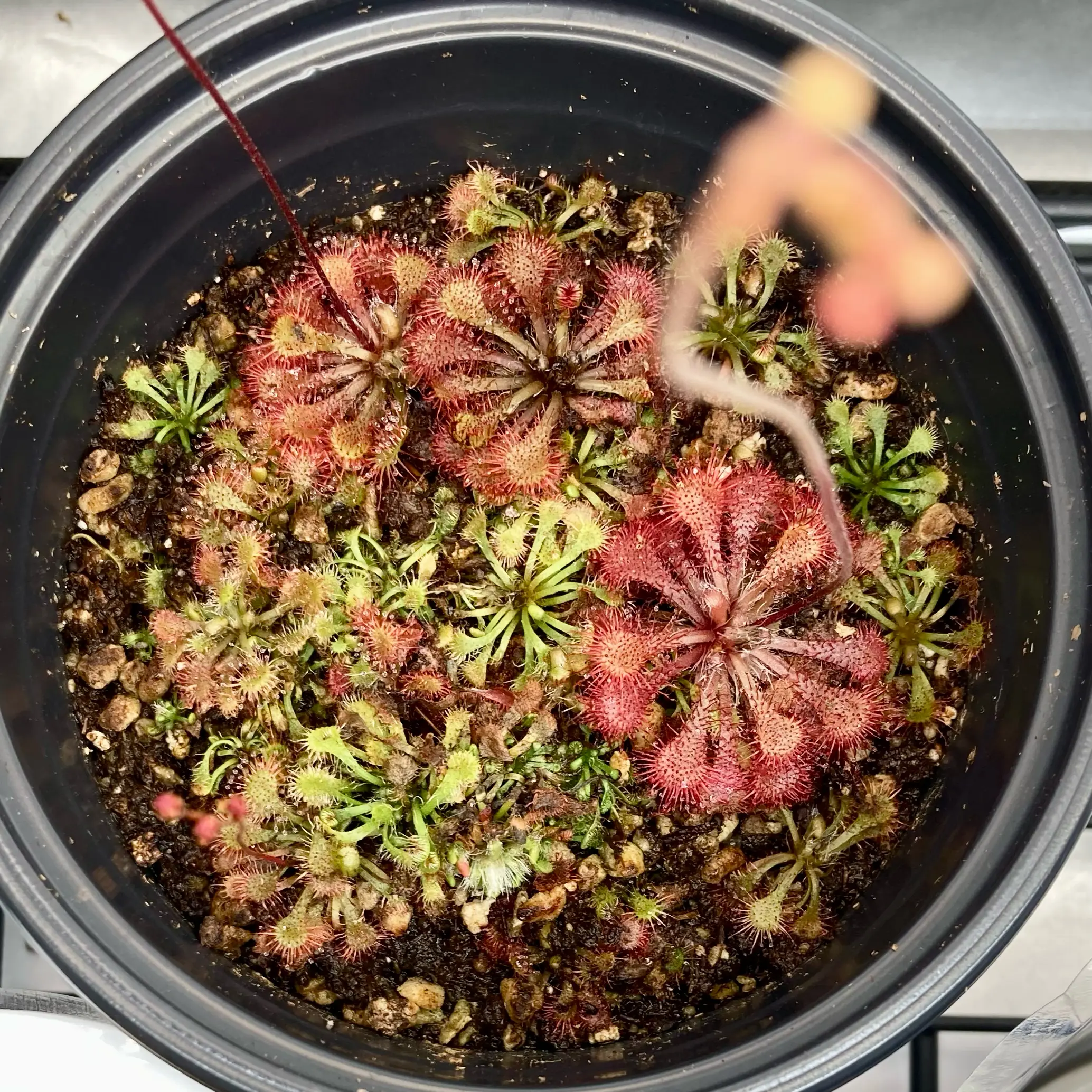 Photo of the plant species Australian Sundew by @InFeRnOGoddess named S. G.’s Fallacy on Greg, the plant care app