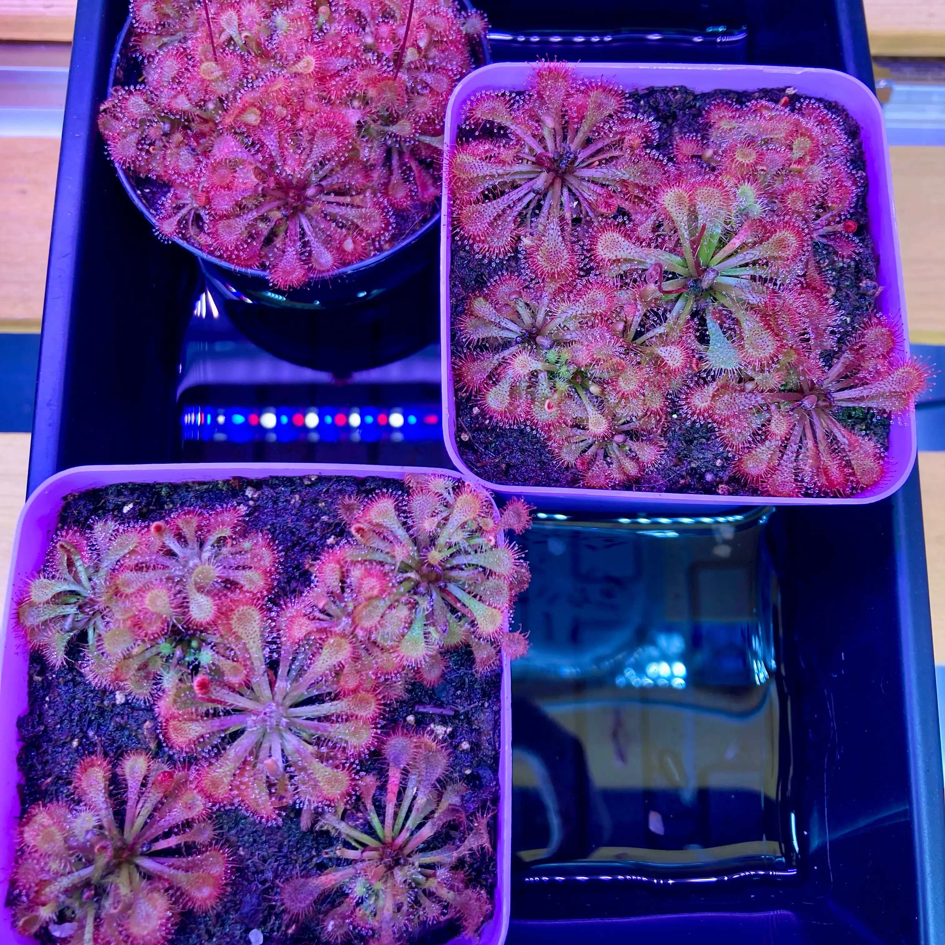 Photo of the plant species Drosera Rotundifolia by @InFeRnOGoddess named Dew-B Brothers on Greg, the plant care app