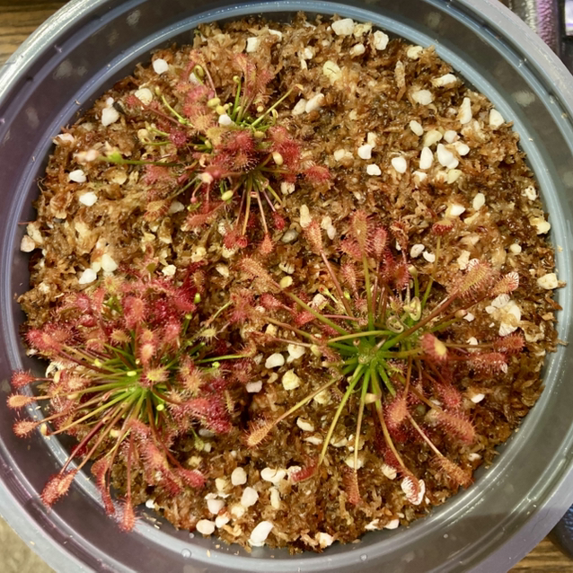 Photo of the plant species Oblong-Leaved Sundew by @InFeRnOGoddess named Oblongdo Bloom on Greg, the plant care app