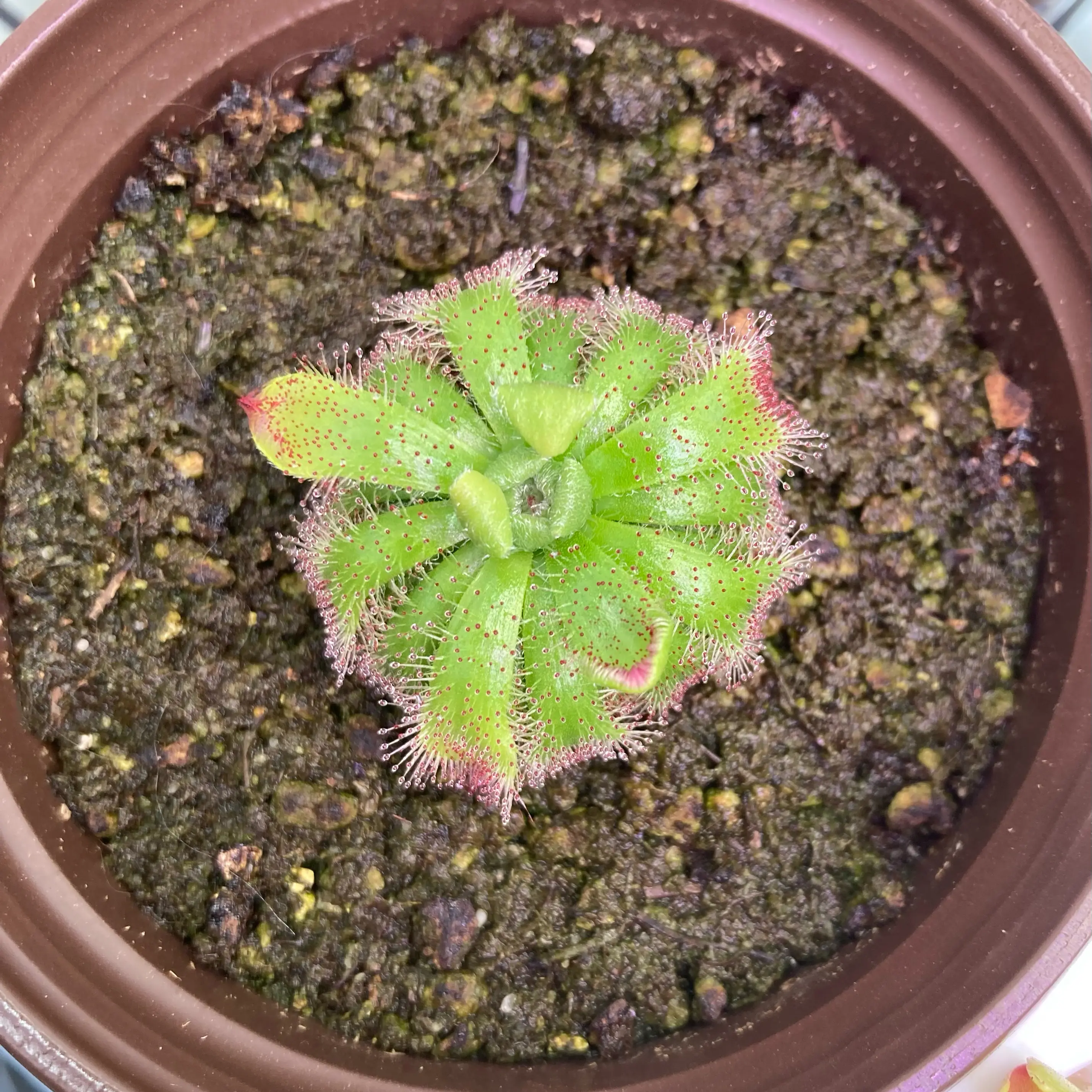 Photo of the plant species Admirable Sundew by @InFeRnOGoddess named Admiral Plumb, II on Greg, the plant care app