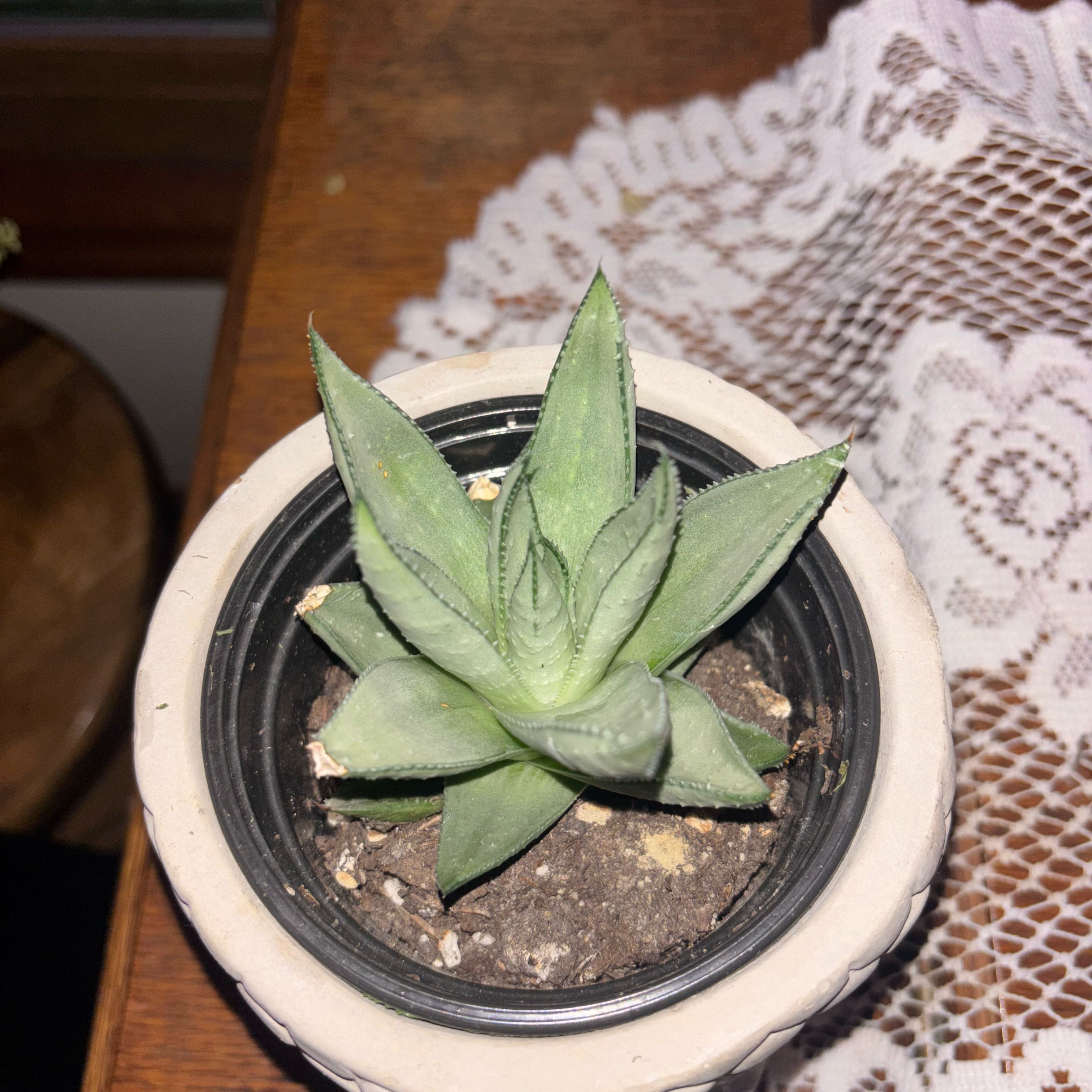 Photo of the plant species Haworthia savanna by @GrownApricot96 named Curie on Greg, the plant care app