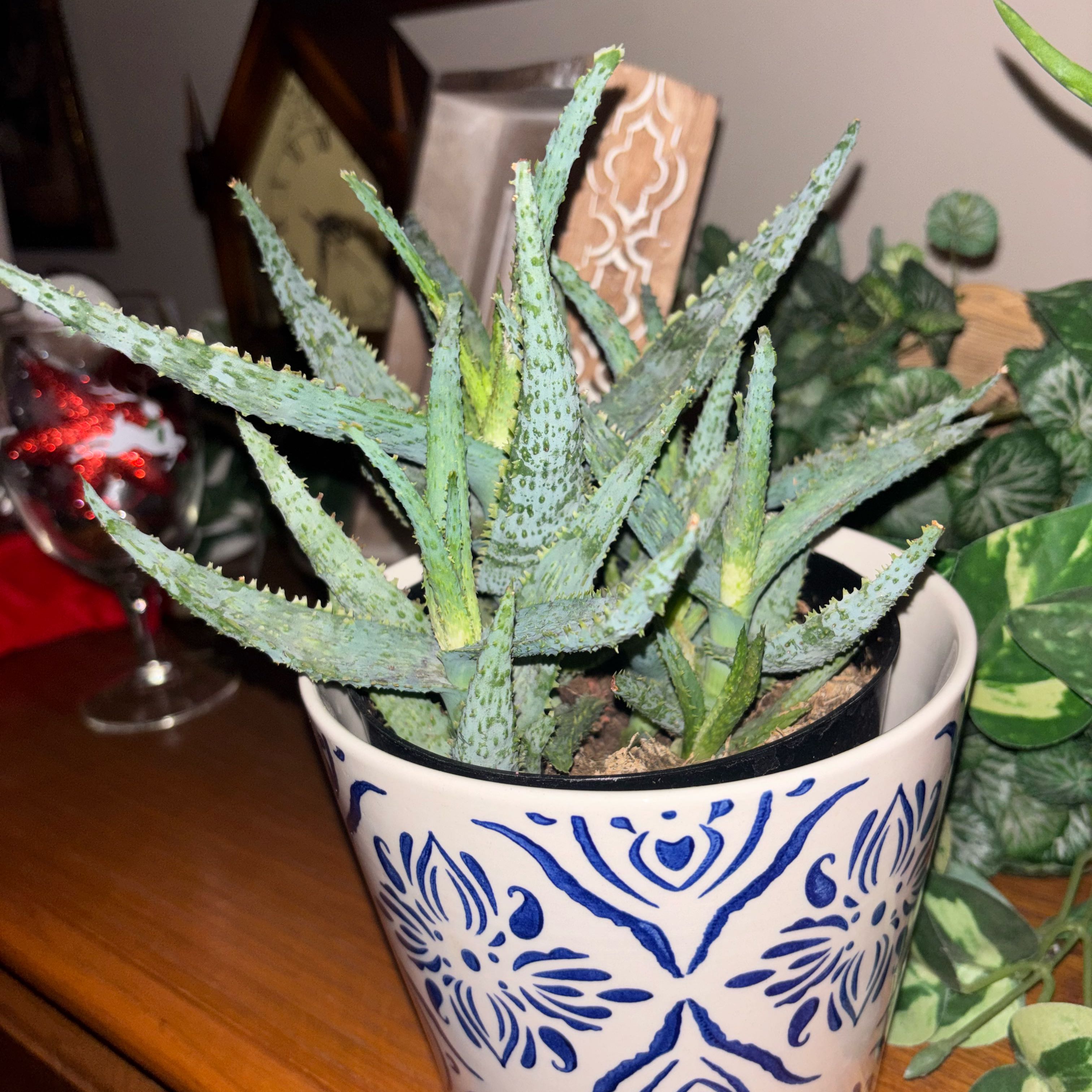 Photo of the plant species Aloe 'Purple Haze' by @GrownApricot96 named Maya on Greg, the plant care app