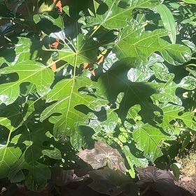 Photo of the plant species Flame Bottletree by @VipRedmint58 named Surya on Greg, the plant care app