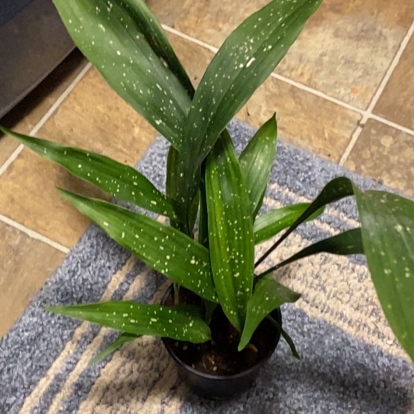 Photo of the plant species Milky Way by @DoinTime named Xena on Greg, the plant care app