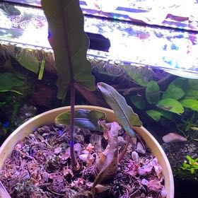 Photo of the plant species Purple Sword by @DoinTime named Miley on Greg, the plant care app