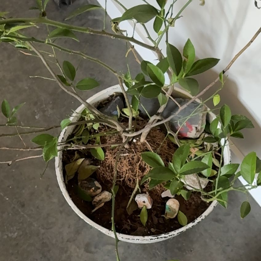 Photo of the plant species Meyers Lemon by @WinDracopis31 named Lunette on Greg, the plant care app