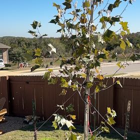 Photo of the plant species American Sycamore by @JoysomeKanna74 named Madonna on Greg, the plant care app