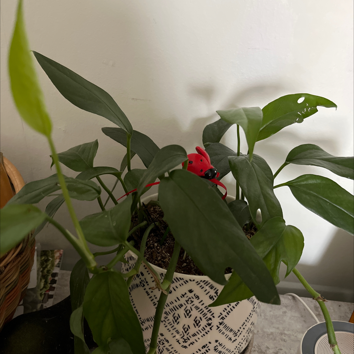 Potted Baltic Blue Pothos plant with healthy green leaves in a patterned pot.