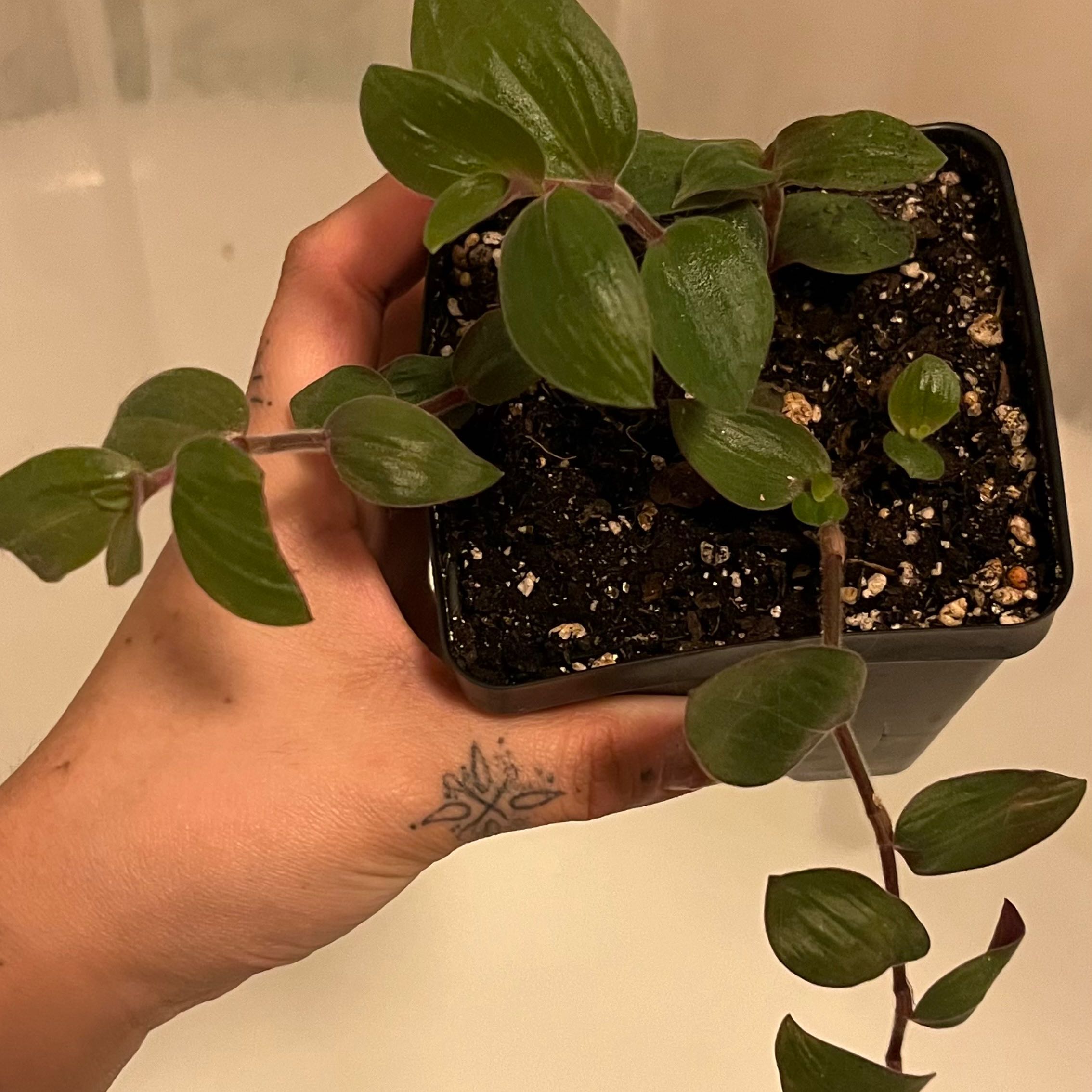 Potted Baby Bunny Bellies plant held by a hand, showing healthy green leaves.