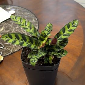 Photo of the plant species Rattlesnake Plant by @DynamoApple81 named Mando on Greg, the plant care app