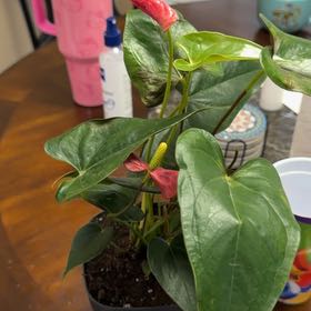 Photo of the plant species Anthurium 'Red Flamingo' by @DynamoApple81 named Emerson on Greg, the plant care app