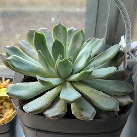 Photo of the plant species Mexican Snowball Echeveria by @DynamoApple81 named Marley on Greg, the plant care app