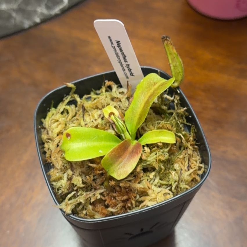 Photo of the plant species Tropical Pitcher Plant (vogelii) by @DynamoApple81 named Bodhi on Greg, the plant care app