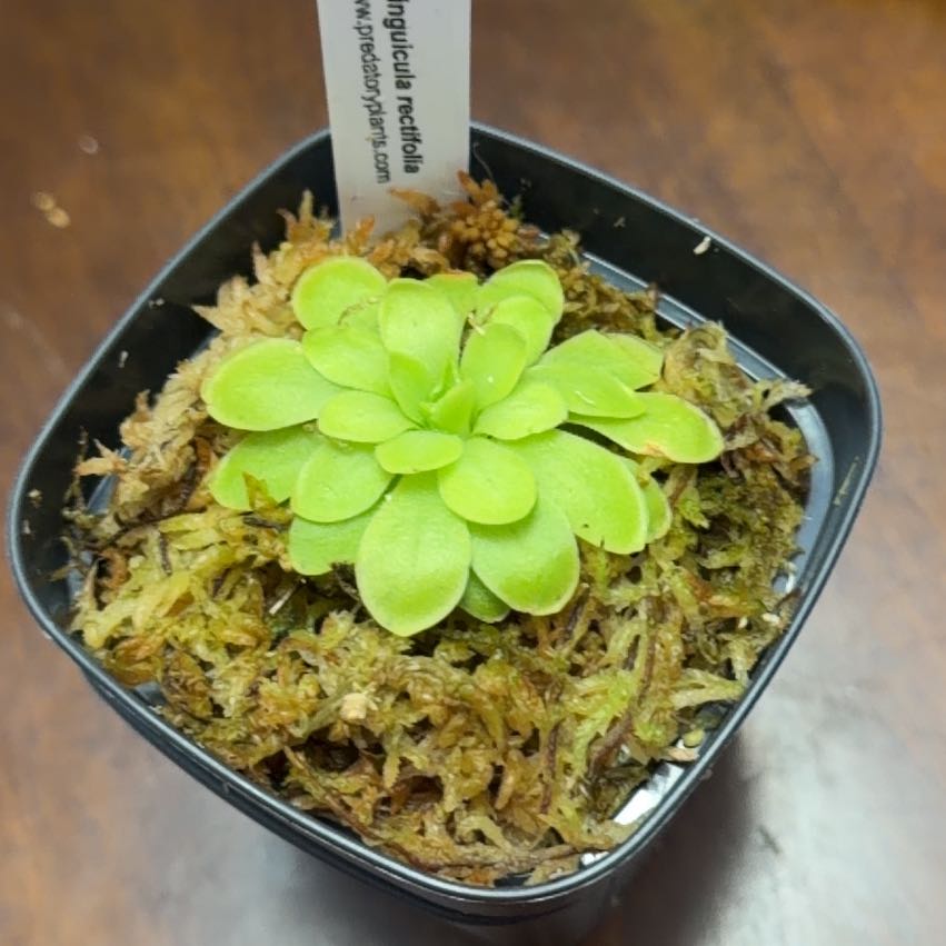Photo of the plant species Ping by @DynamoApple81 named Lavender on Greg, the plant care app