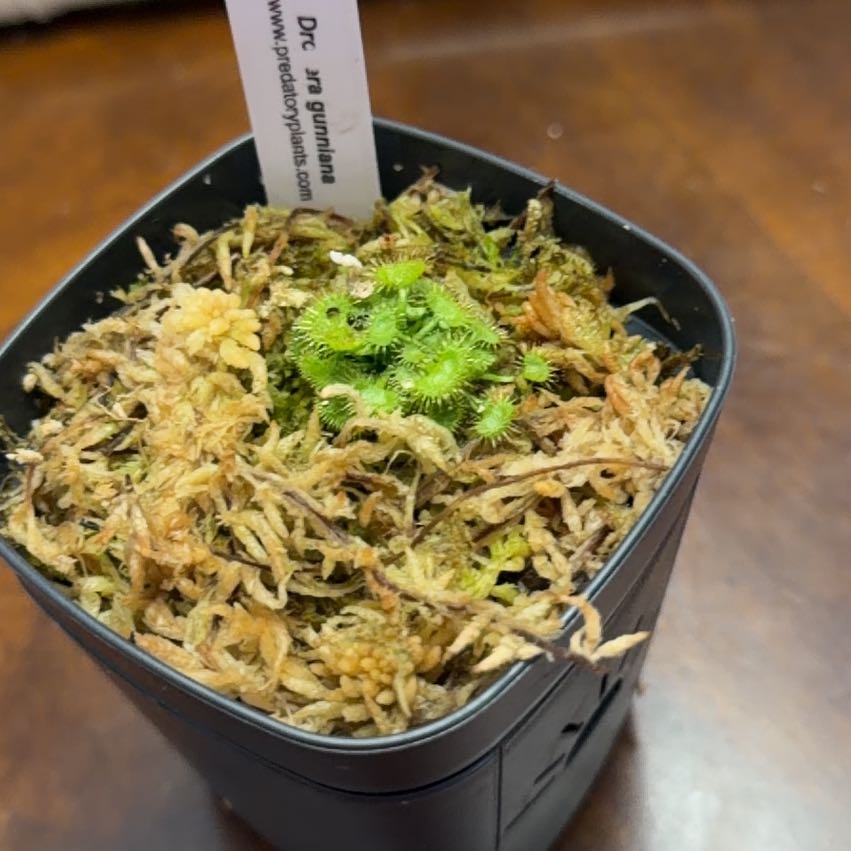 Photo of the plant species Drosera gunniana by @DynamoApple81 named Planty on Greg, the plant care app