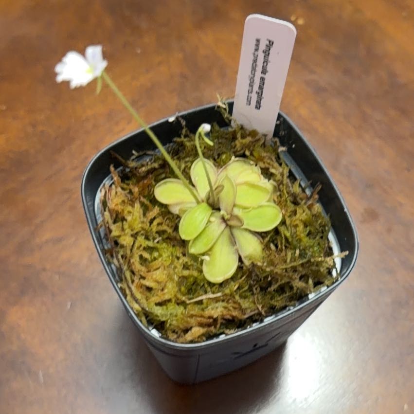 Photo of the plant species Pinguicula emarginata by @DynamoApple81 named Dax on Greg, the plant care app