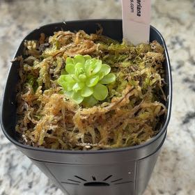 Photo of the plant species Mexican Butterwort by @DynamoApple81 named Sigmund on Greg, the plant care app