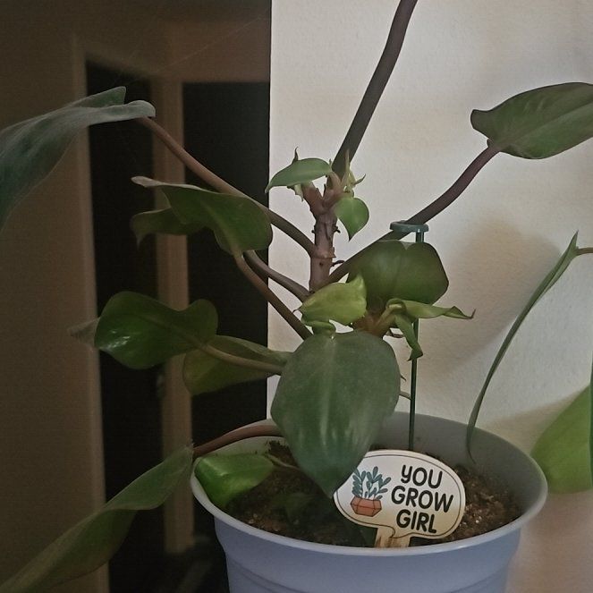 Photo of the plant species Philodendron 'New Red' by @Wahine1675 named LR-Scarlett on Greg, the plant care app