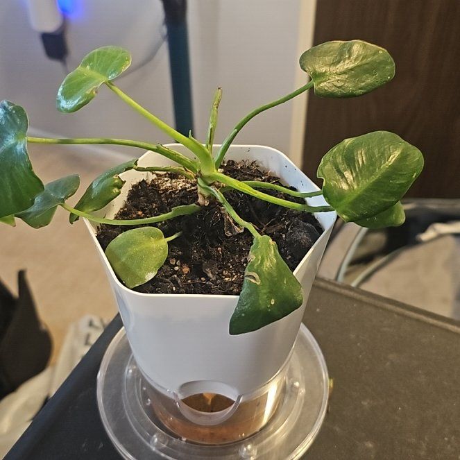 Photo of the plant species Philodendron Princess by @Wahine1675 named LR-Darwin on Greg, the plant care app