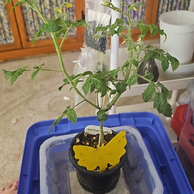 Photo of the plant species Husky Red Cherry Tomato by @Wahine1675 named LG-Ruby on Greg, the plant care app