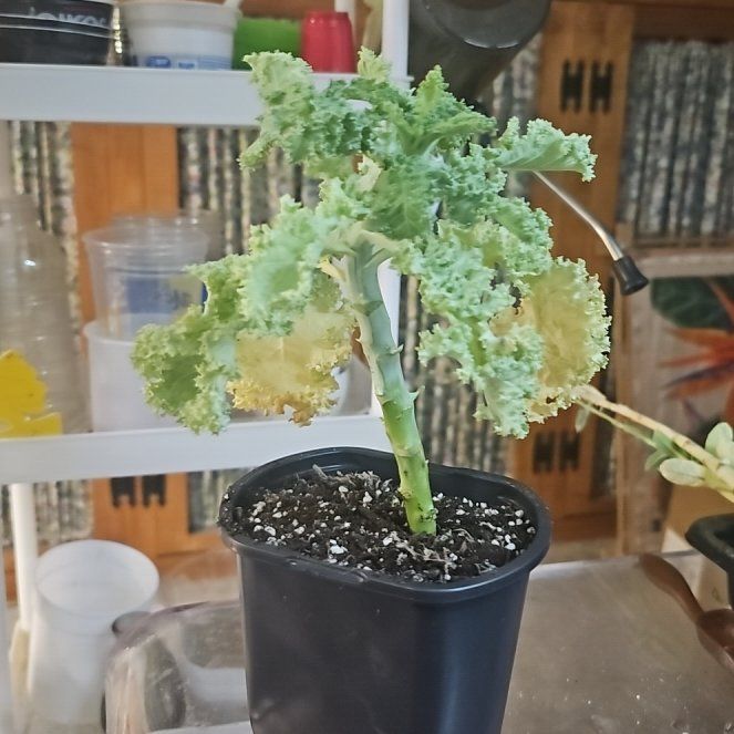 Photo of the plant species Kale by @Wahine1675 named LG-Xena on Greg, the plant care app