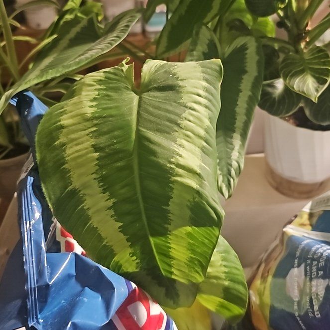 Photo of the plant species Schismatoglottis wallichii by @Wahine1675 named *LR-Denali on Greg, the plant care app