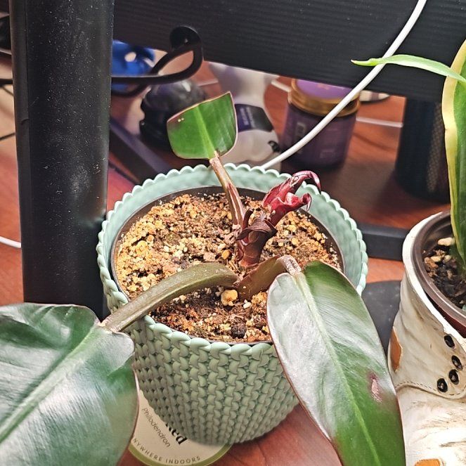 Photo of the plant species Sun Red by @Wahine1675 named WK-Elina on Greg, the plant care app