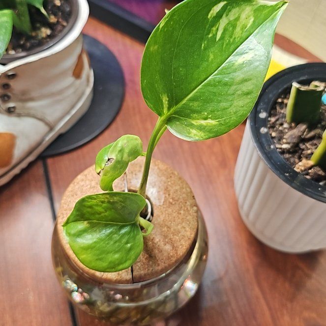 Photo of the plant species Pothos by @Wahine1675 named WK-Apollo on Greg, the plant care app