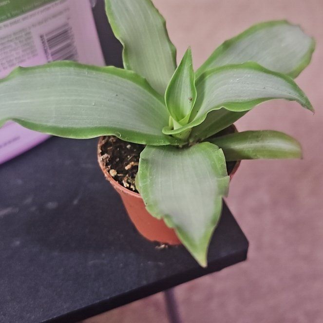 Photo of the plant species Moses In A Boat Tricolor by @Wahine1675 named *LF-ChloroPhil on Greg, the plant care app
