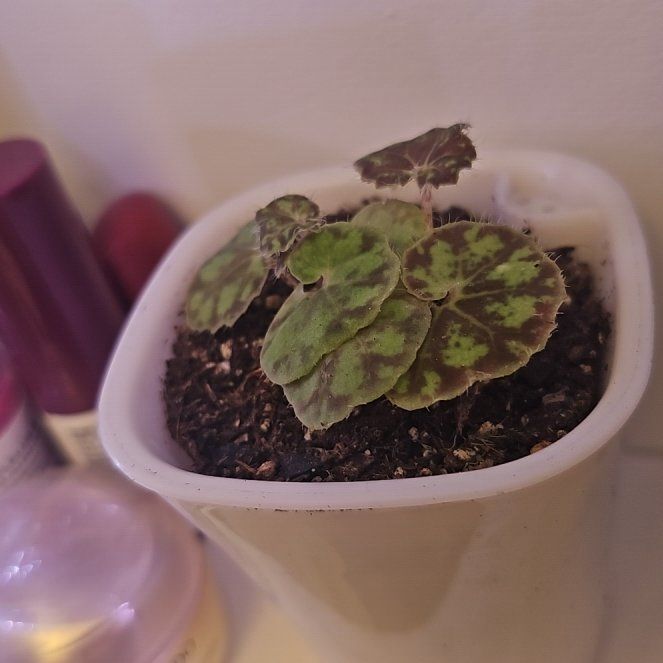 Photo of the plant species Eyelash Begonia by @Wahine1675 named BTH-Beckham on Greg, the plant care app