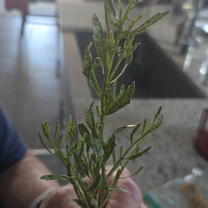 Photo of the plant species American Parsley Fern by @FunJicaro12 named Sage on Greg, the plant care app
