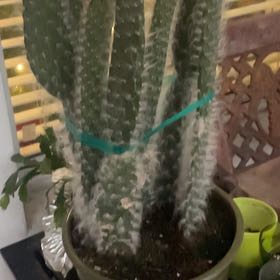Photo of the plant species Opuntia 'Snow Cactus' by @ToughKowhai87 named Jerry (Snow Cactus) on Greg, the plant care app